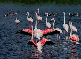 Flamingos in an Indian wetland