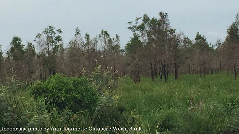 Indonesia, burned forest. Photo by Ann Jeannette Glauber / World Bank