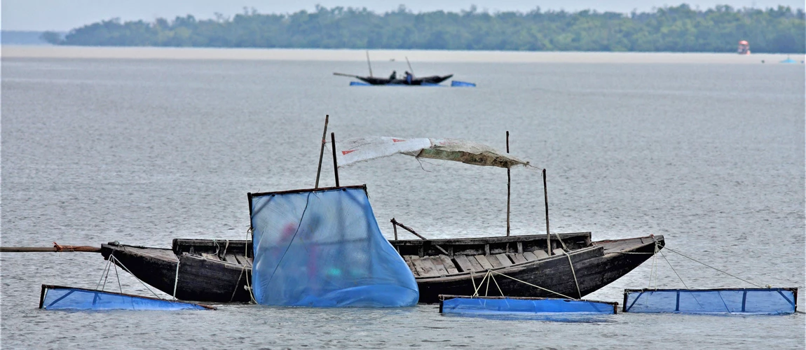 Box-net for catching prawn postlarvae