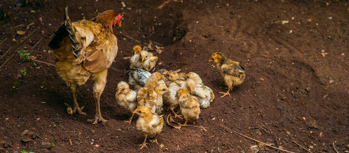 African chicken with chicks on the ground