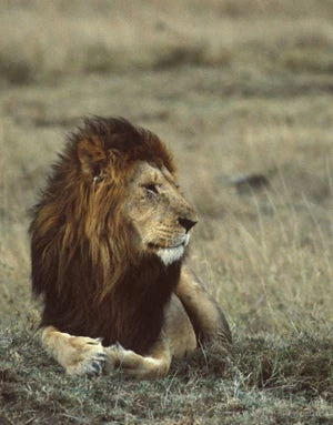 Lion in Kenya. Curt Carnemark/World Bank