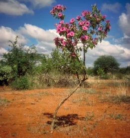 Kenya exports flowers to EU