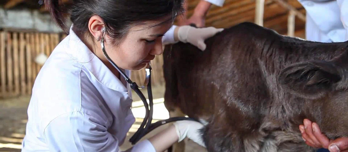 Preventive veterinary examination of calves, Kyrgyz Republic