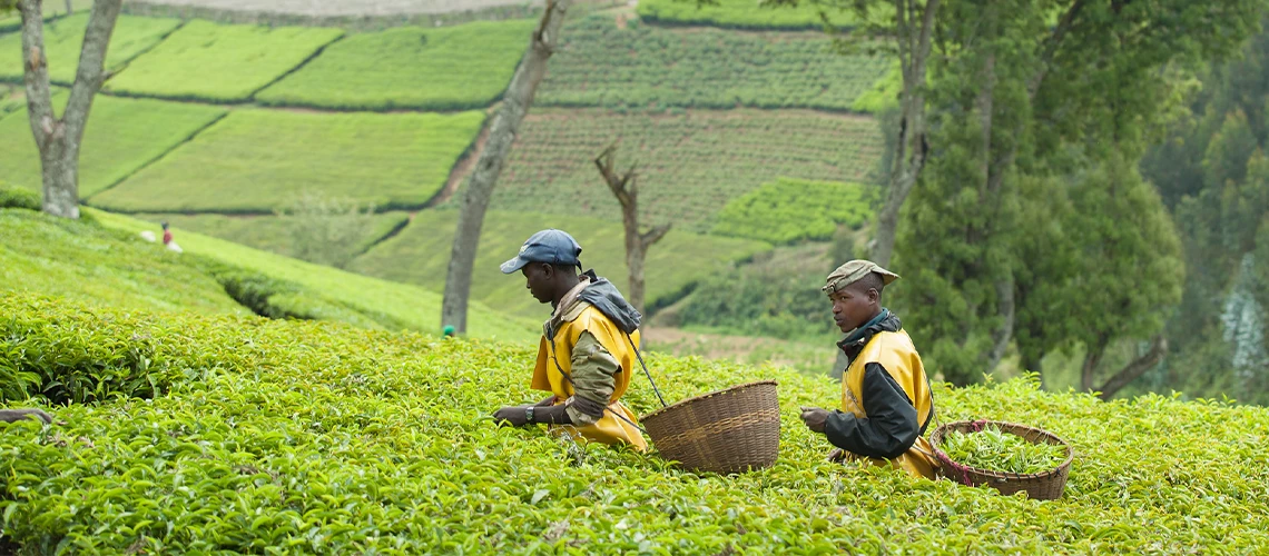 Kitabi, Rwanda. Photo: A'Melody Lee / World Bank