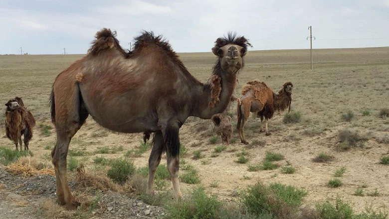 The region boasts the largest population of camels in Kazakhstan ? more than 40% - which makes it a destination for the development of the agro-processing sector.