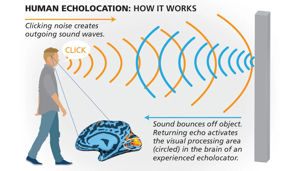 Human echolocation: How it works