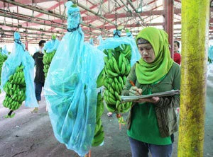 Bananas for export go through rigorous quality inspection. The plantation employs some 2 thousand workers in Maguindanao, Mindanao.