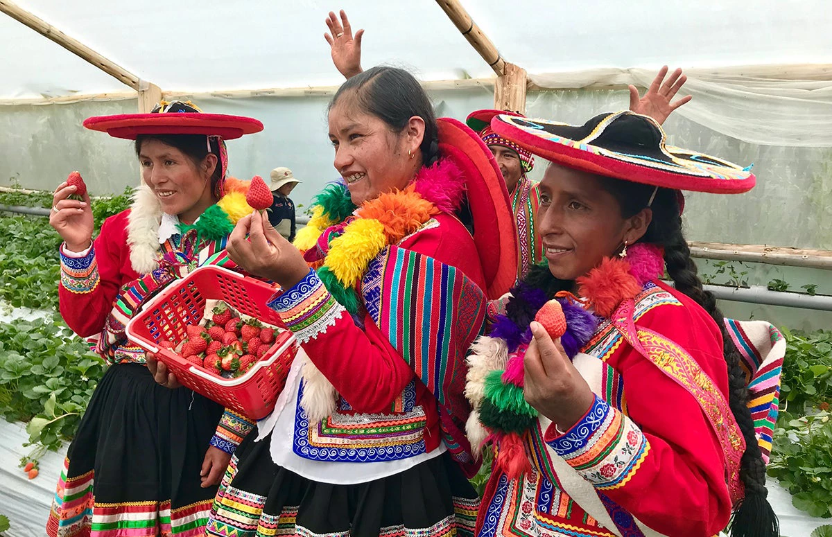 Mujeres y cosecha de fresas 