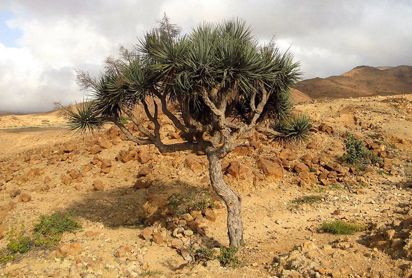 Nubian Dragon Tree. Photo: Mohamed Salah