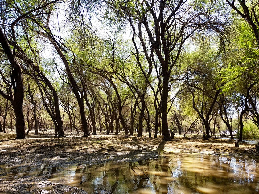 Al-Sunut Forest. Photo: Bishoy Romani