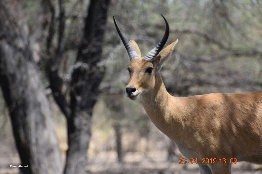 A Reedbuck at Dinder National Park. Photo: Reem Ahmed