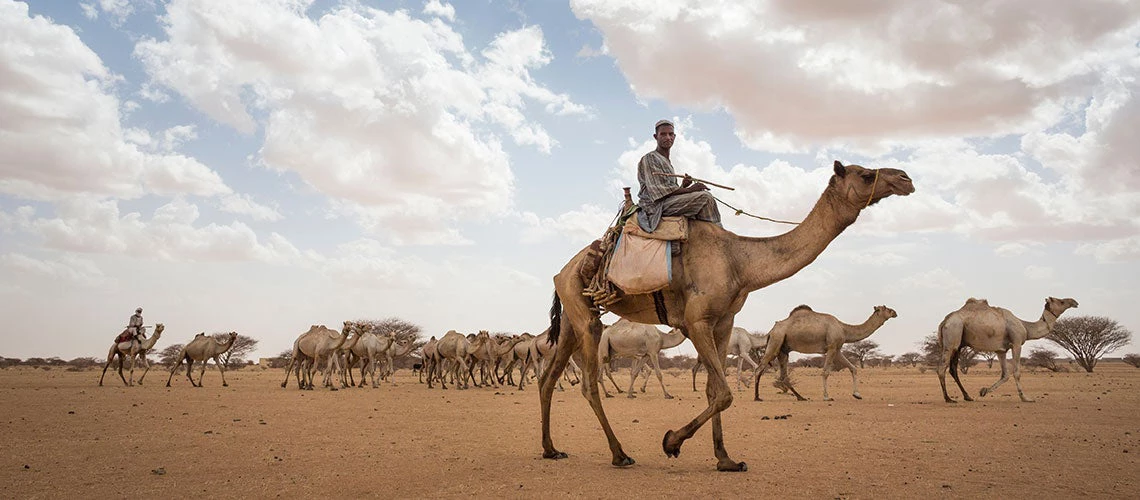 Leveraging Sudan?s natural resources against COVID-19  and locust swarms 