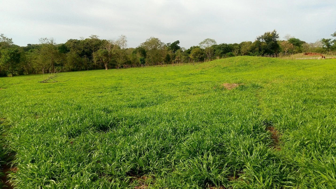 Fodder fields.