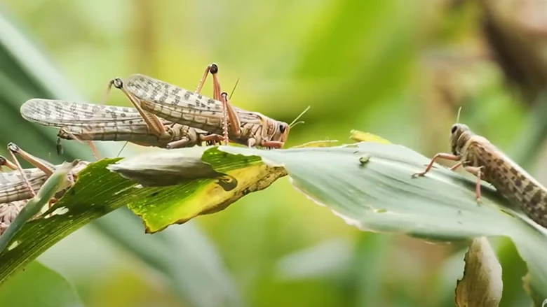 The Locust Crisis: Protecting Food Supplies and Livelihoods for Millions