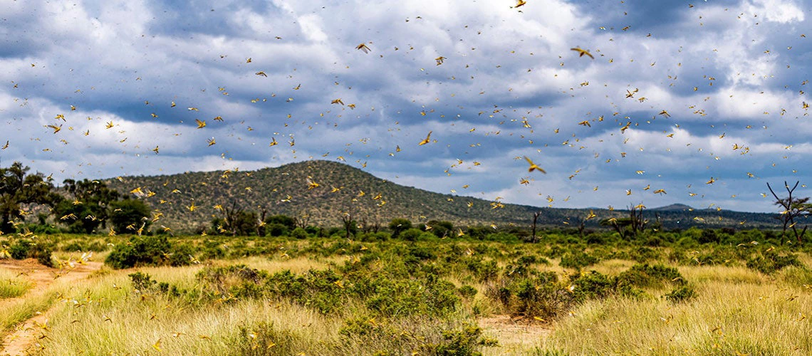Des invasions de criquets menacent la sécurité alimentaire et les moyens de subsistance dans plusieurs régions du monde. © Jen Watson/Shutterstock