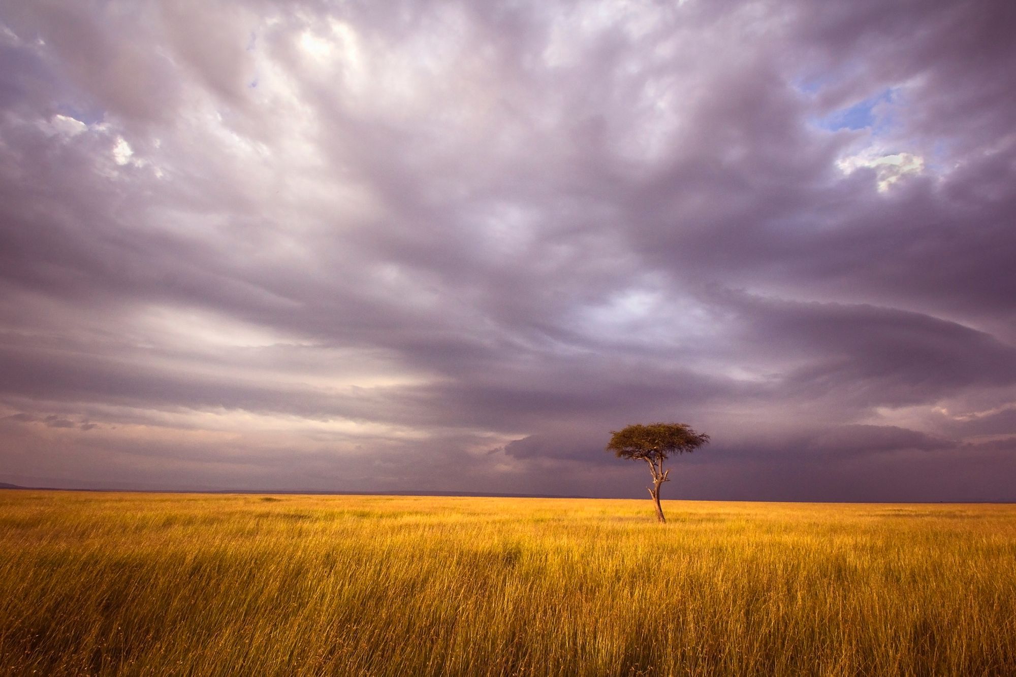 Acacia tree surrounded by grassland in Western Kenya. Photo: William Llewelyn Davies/IFC