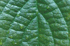 Close up of leaf