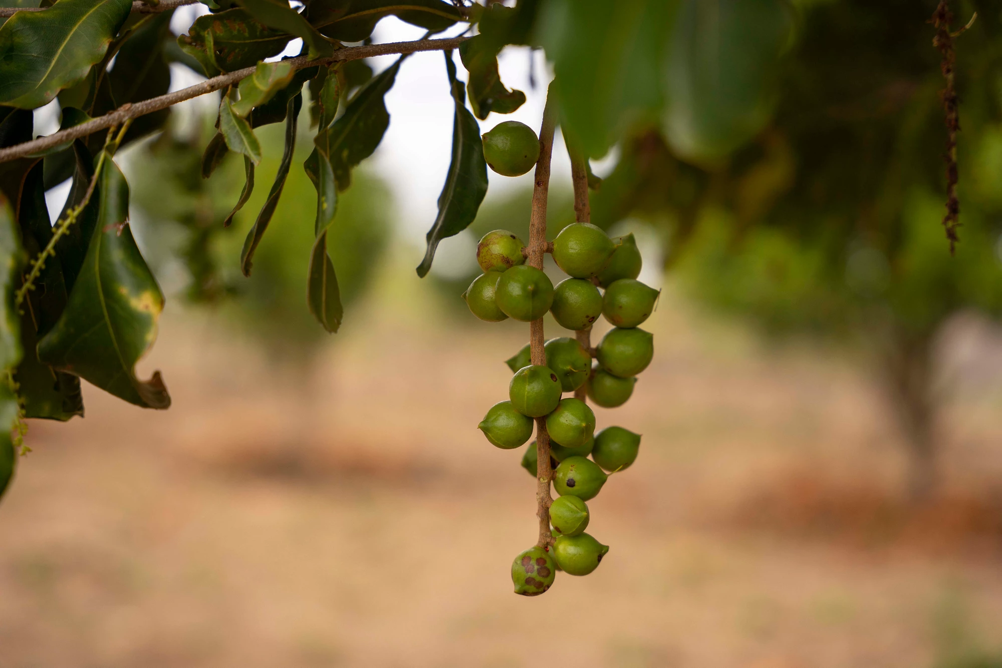 Macadamia nuts in Malawi