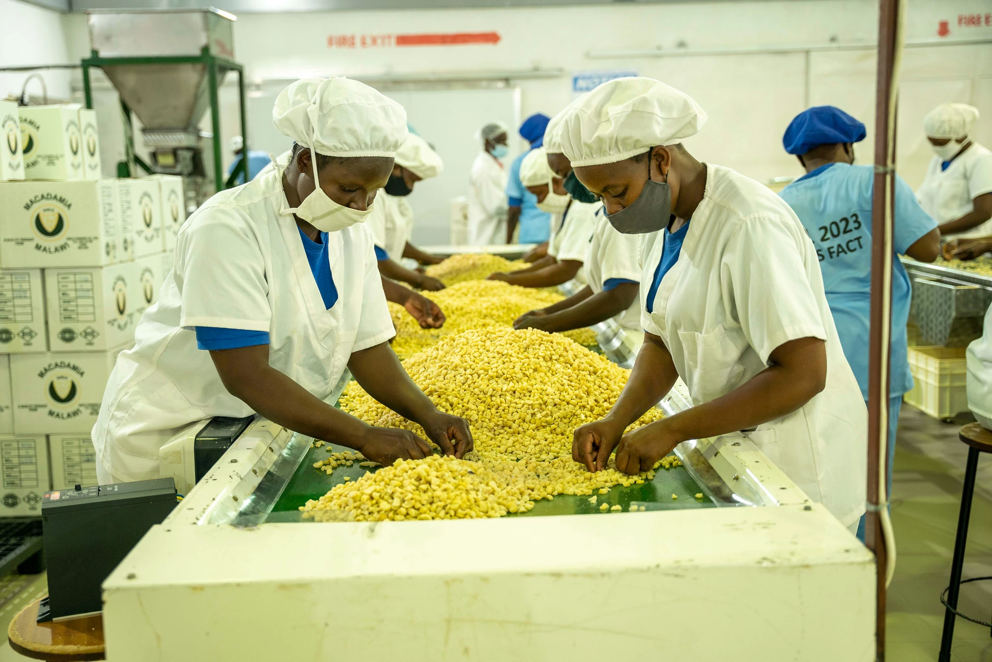 Processing macadamia nuts in Malawi