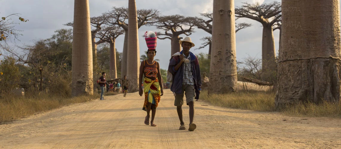 Baobab alley. Madagascar, Morondava. Photo: danm12/Shutterstock