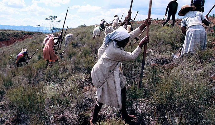 Farmers harvest crops in Madagascar.