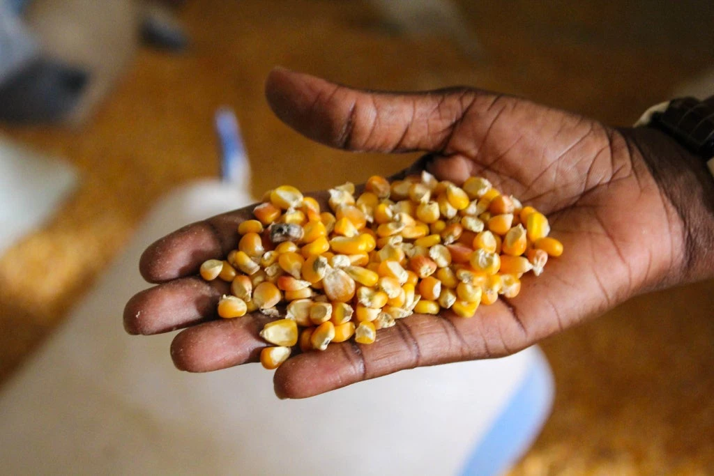 maize seeds