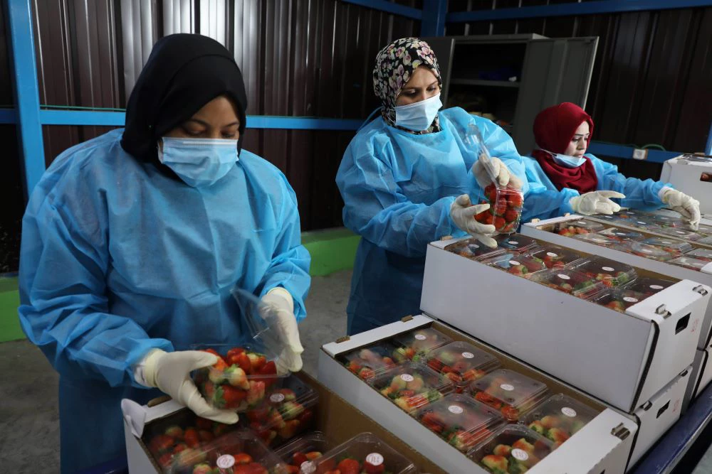 Women working in Gaza. (Photo:Majdi Fathi)