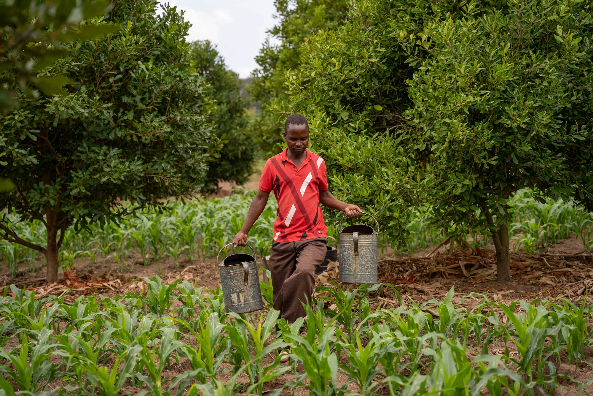 Farmer in Malawi harvesting nuts