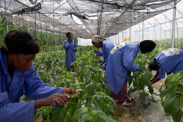 Women work in a greenhouse outside of Bamako, Mali, that is growing watermelons, sweet peppers, tomatoes, and other vegetables. Photo © Dominic Chavez/World Bank.