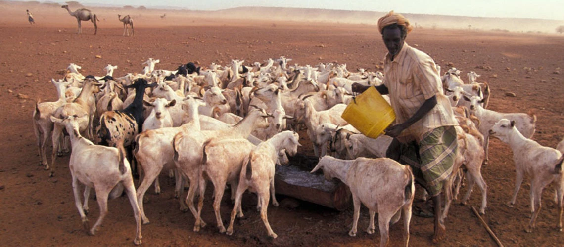 Man feeding herd. Kenya. Photo: © Curt Carnemark / World Bank