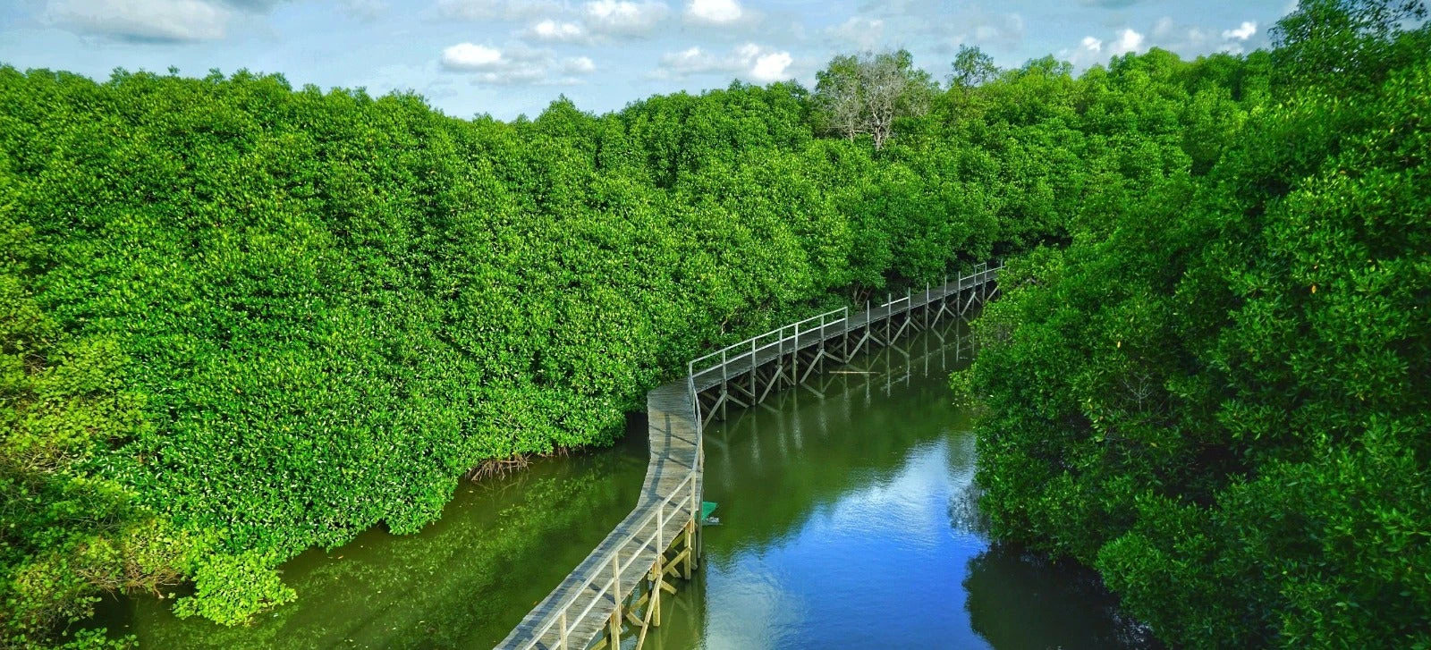 Mangrove forest in Bali