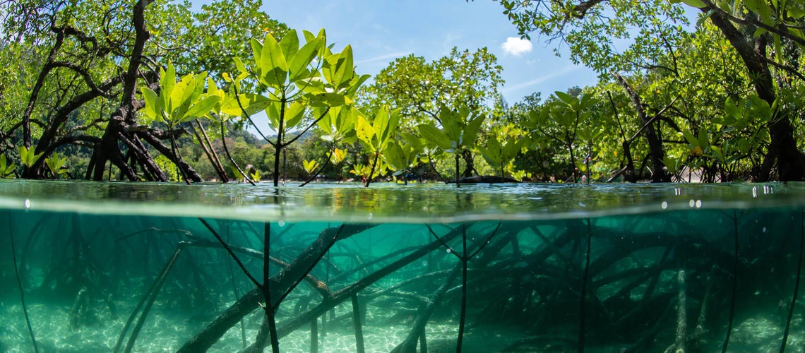 Mangrove forest showing roots under the water