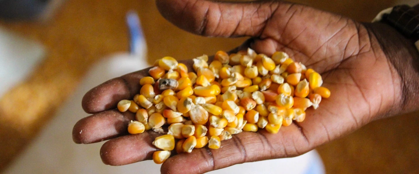 Maize seeds being held by a hand.
