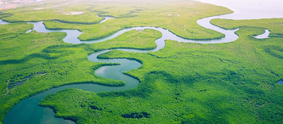 Vue aérienne de la forêt de mangrove en Gambie. Photo : Curioso. Photography/Shutterstock.com