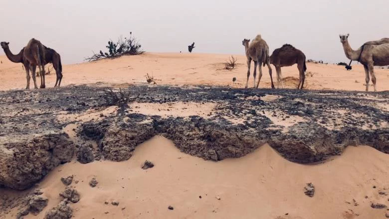 Mauritanian camels, Nouakchott, Ksar.  Photo Credit: Carine Durand/ World Bank