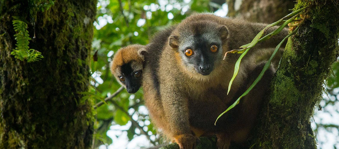 Lémuriens près de Ranomafana, Madagascar. Photo: Arne Hoel/Banque mondiale