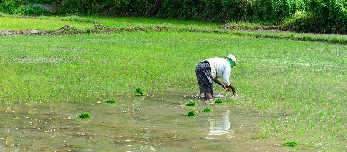 A worker tends to the paddy field. Droughts threaten rice harvests and, in turn, food security in Sri Lanka. 