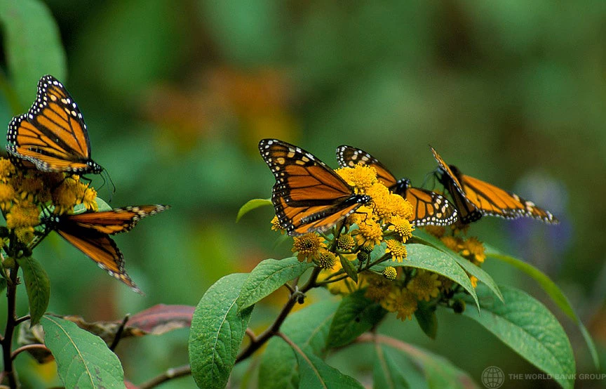 Mexico. Butterflies by Curt Carnemark. World Bank 