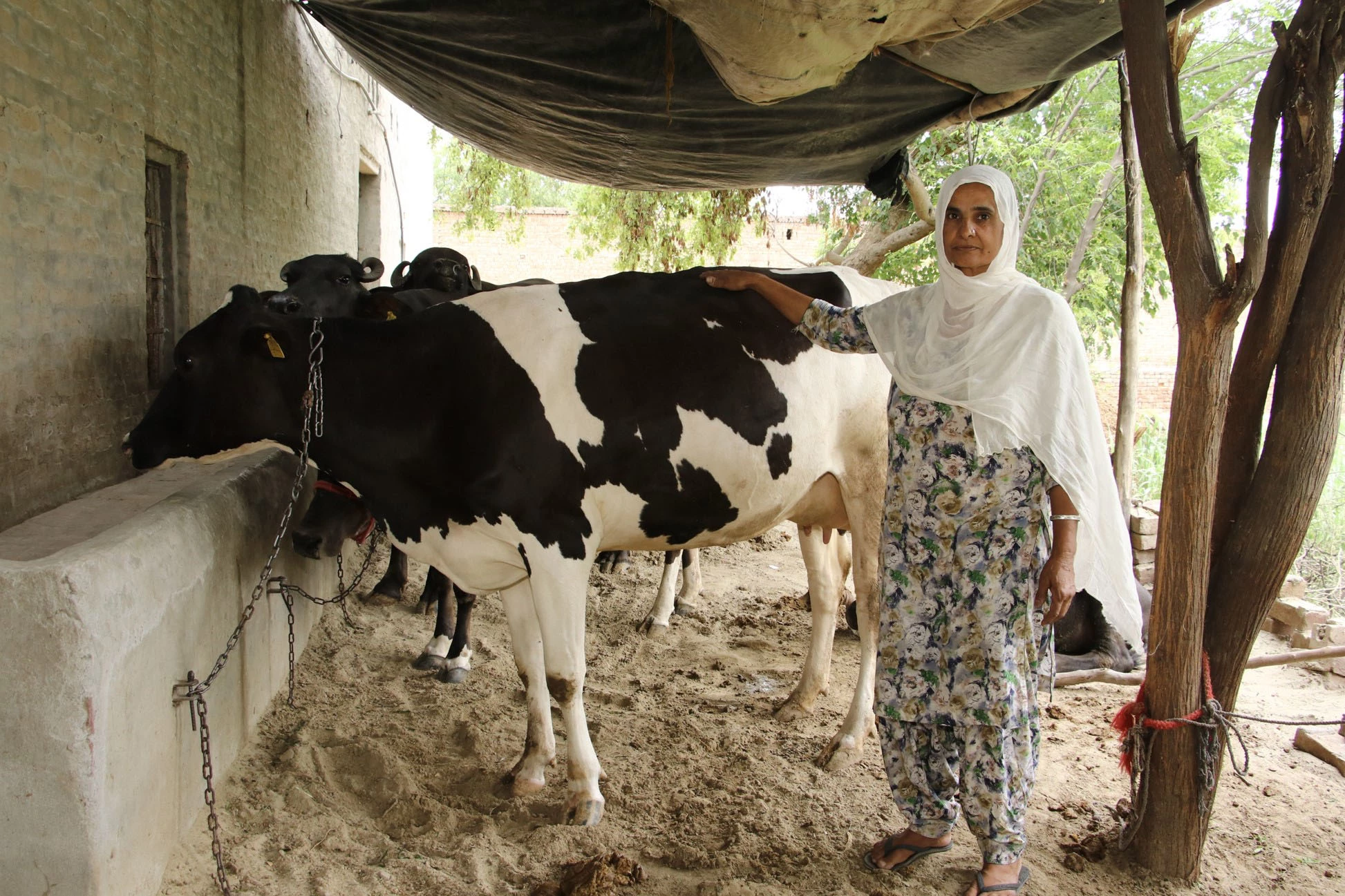 Kulwinder Kaur at her family's independent dairy farm. 