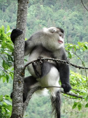  Yunnan Snub-nosed Monkey in the Baima Snow Mountain National Nature Reserve.  ©WVBleisch/CERS