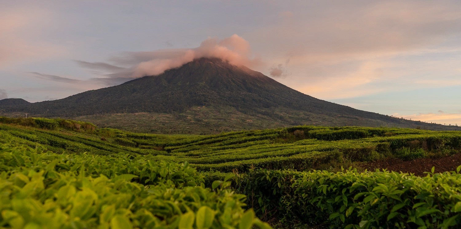 Tea plantation on the slopes of Kerinci volcano in Jambi