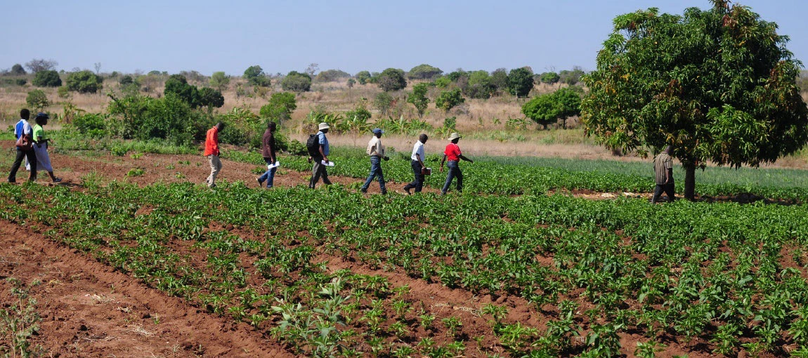 Empowering small emerging commercial farmers: A Mozambique success story