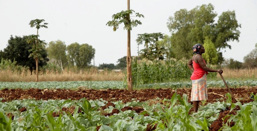 More and better agriculture jobs in Mozambique desperately needed, but not certain. Photo: John Hogg / World Bank