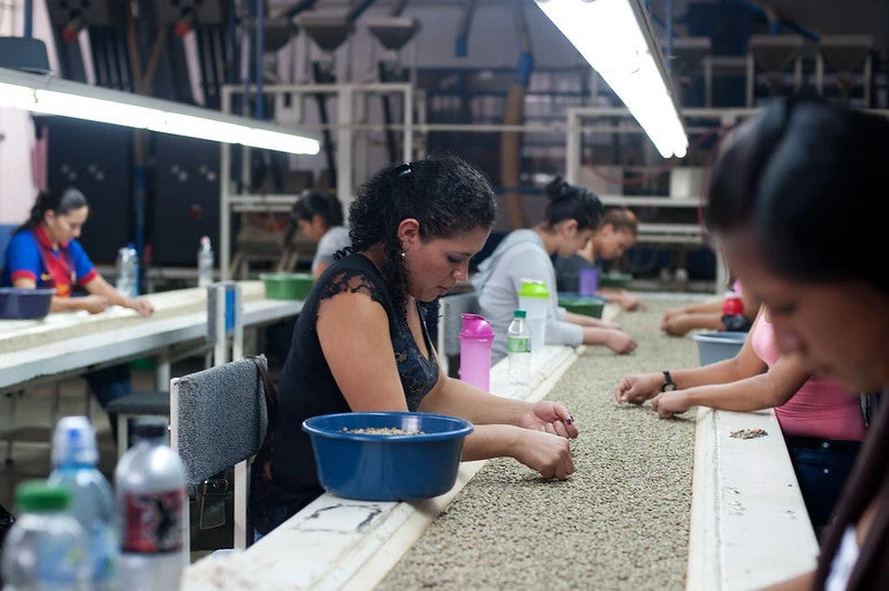 Women sorting coffee beans in a factory in Guatemala.