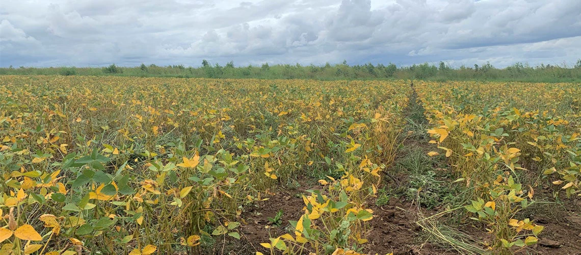 Soya field in Malawi