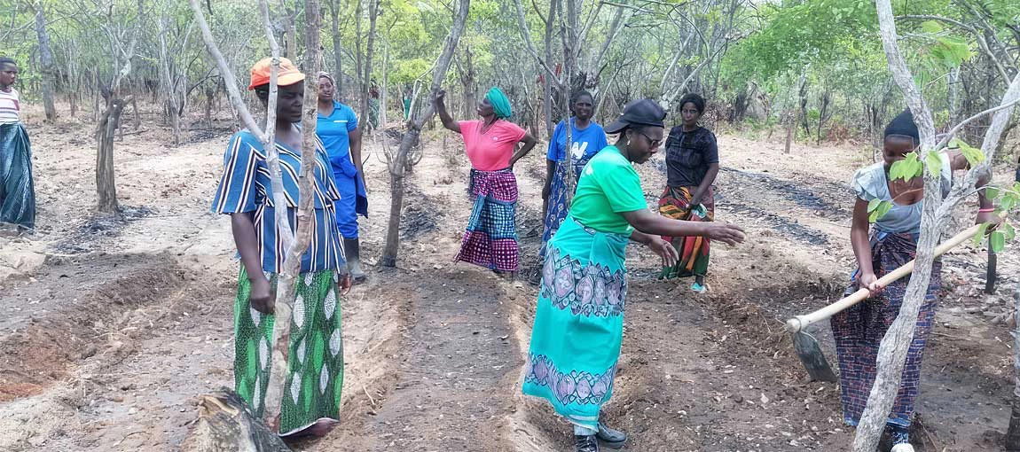 Community members preparing garden fields in the forest. Photo: TRALARD project office
