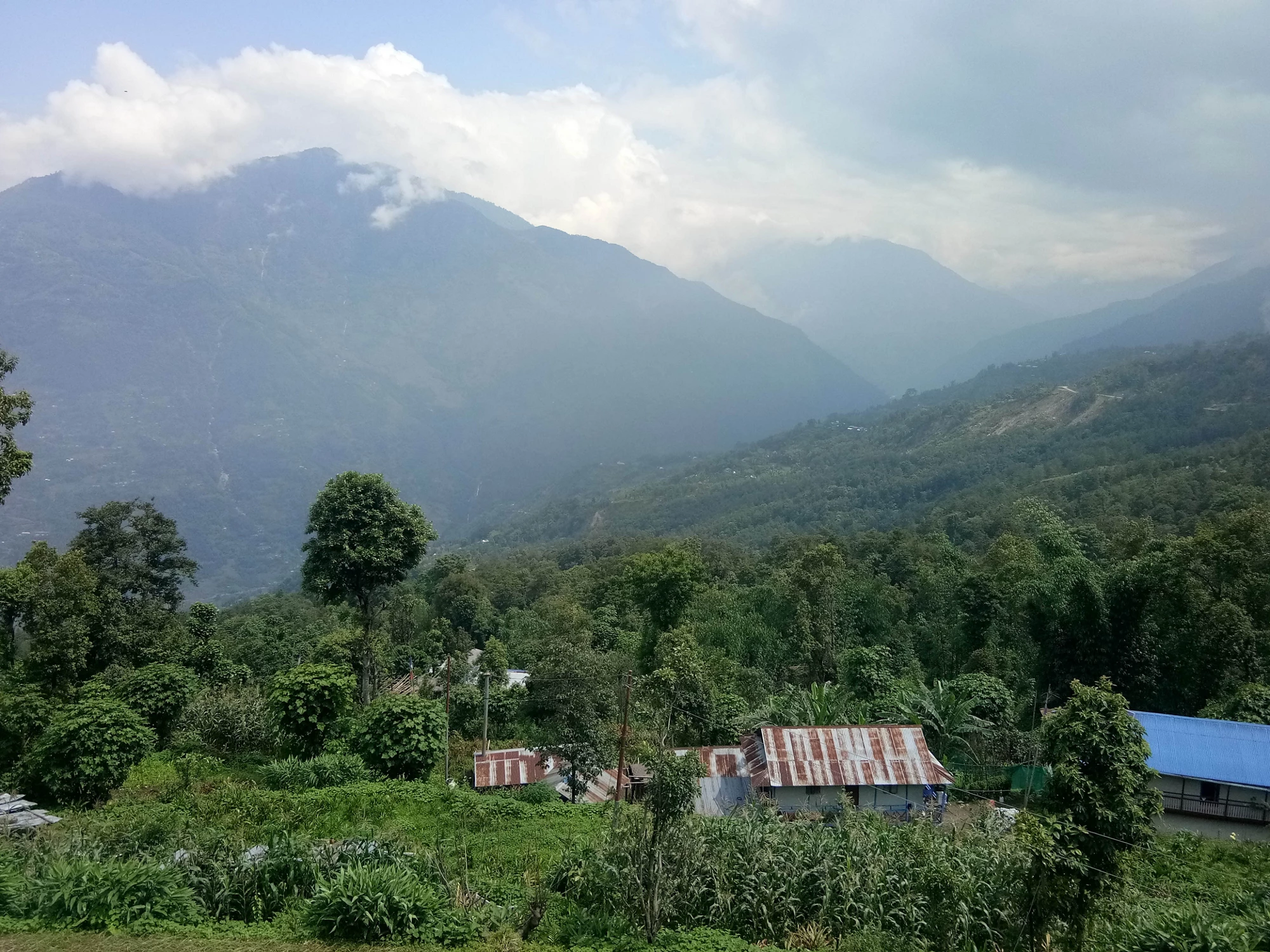Taplejung, in Eastern Nepal, is one of the country?s leading large cardamom producing districts. It is estimated that the region contributes 30% of Nepal?s large cardamom output. 