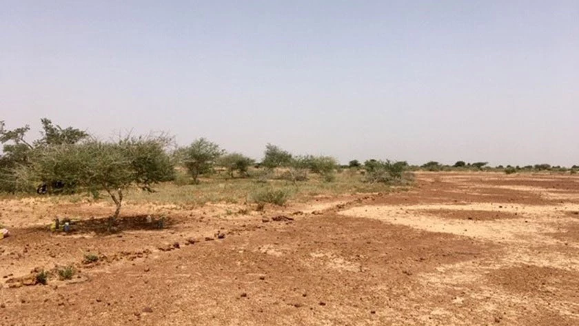 The difference is stark between the reclaimed land of Kogorou’s plantation on the left and abandoned land on the right. Photo: Mirko Serkovic 