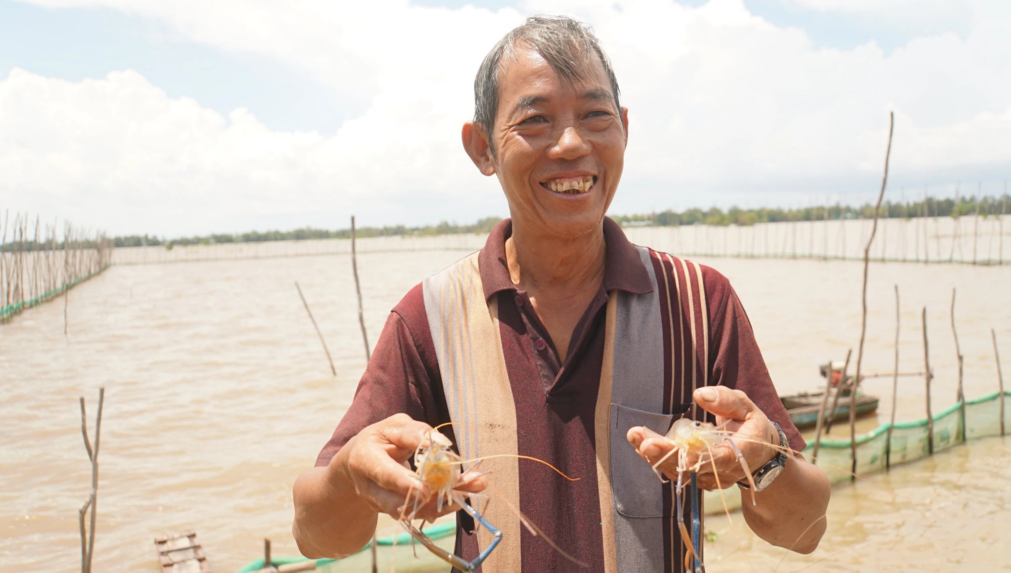 Farmer Nguyen Van Khen proudly shows the giant freshwater prawn. By switching to by growing shrimp during the flooding season instead of the third-crop rice, his income has seen a three-fold increase.