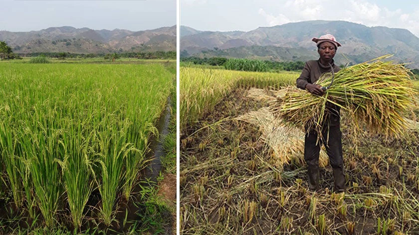 Rice fields in PICAGL 